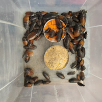 Blatte giganti soffianti del Madagascar