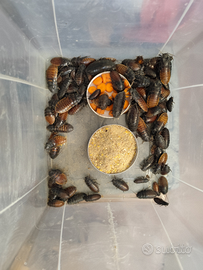 Blatte giganti soffianti del Madagascar