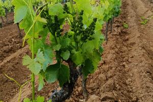 Cassette di uva cannonau