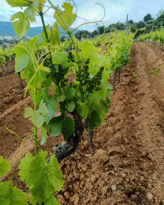 Cassette di uva cannonau