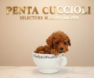 Barboncino Toy Red Milano-pagamento Privilegiato