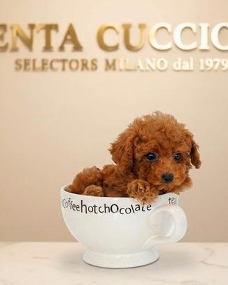 Barboncino Toy Red Milano-pagamento Privilegiato