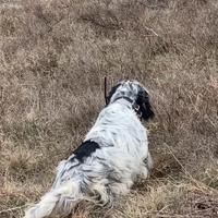 Setter e pointer