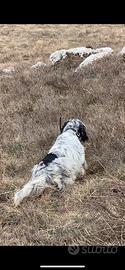 Setter e pointer