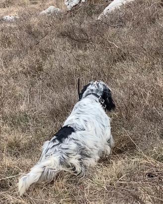 Setter e pointer