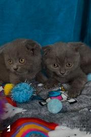 Gattini scottish fold blu