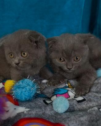 Gattini scottish fold blu
