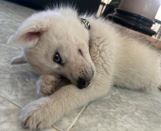 Siberian Husky 2 mesi