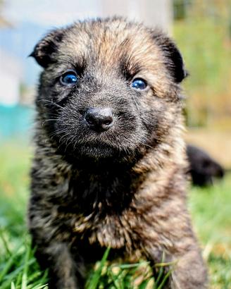 Cuccioli pastore tedesco