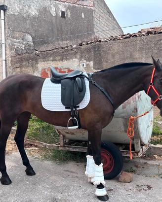CAVALLA PRE