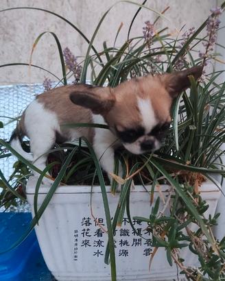 Chihuahua Toy