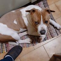 American staffordshire