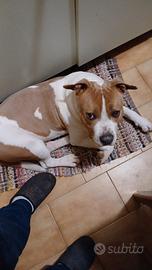 American staffordshire