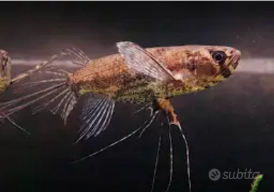 Pesce farfalla Africano