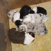 Border collie Red merle