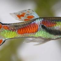 Pesci Endler acquario dolce