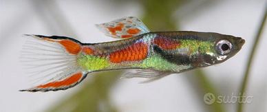 Pesci Endler acquario dolce