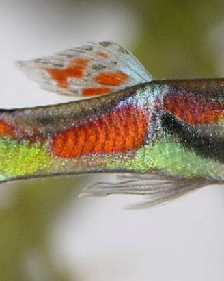 Pesci Endler acquario dolce