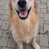 Ultimi Golden Retriever