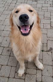 Ultimi Golden Retriever