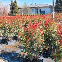 PHOTINIA RED ROBIN  100 CM