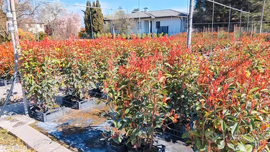 PHOTINIA RED ROBIN  100 CM