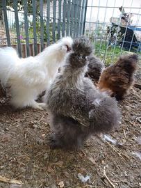 Gallina Moroseta