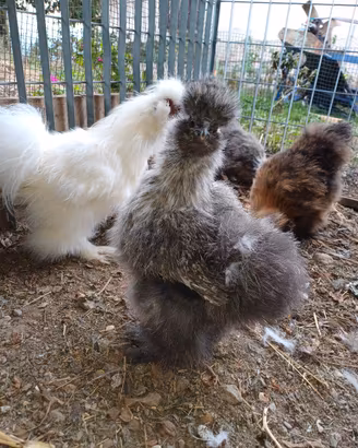 Gallina Moroseta