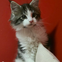 Maine coon cuccioli