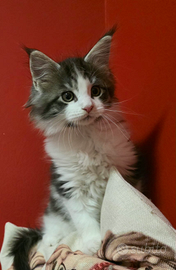 Maine coon cuccioli