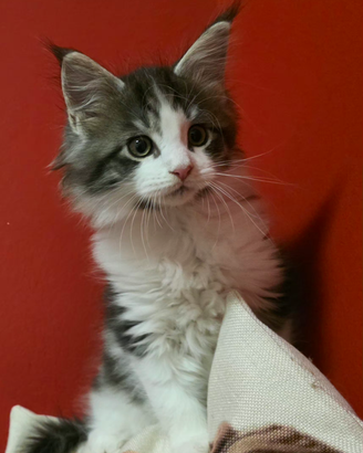 Maine coon cuccioli