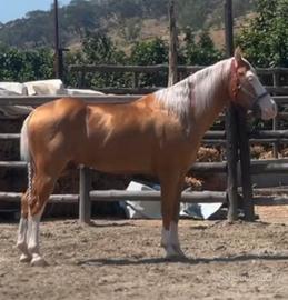 Paint horse Stallone 3 anni