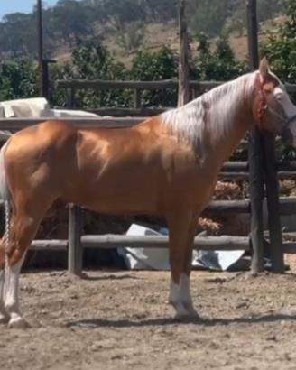Paint horse Stallone 3 anni
