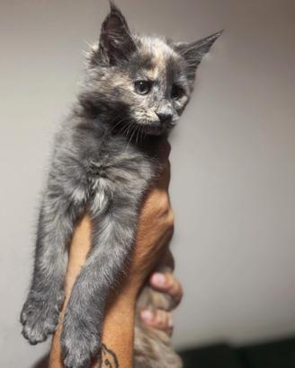 Cucciole di Mainecoon