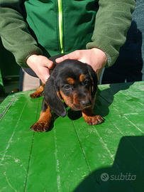 Cucciola di slovensky kopov