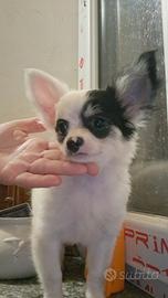cuccioli di chihuhua pelo lungo e corto 