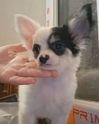 cuccioli di chihuhua pelo lungo e corto 