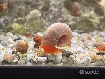 Planorbella Duryi Pink lumaca