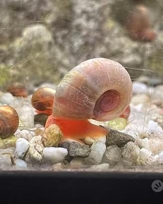 Planorbella Duryi Pink lumaca