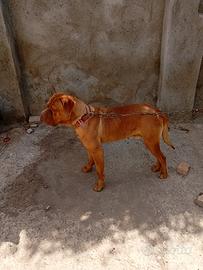 Dog de bordeaux