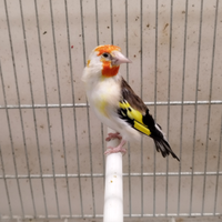 Cardellina Femmina White Cop