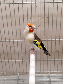 Cardellina Femmina White Cop