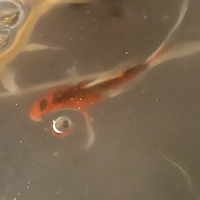 Carpe koi