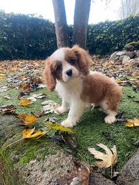 Cavalier King cuccioli maschi