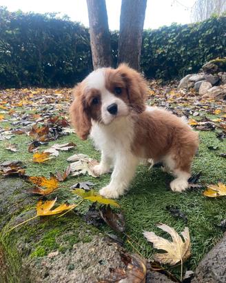 Cavalier King cuccioli maschi