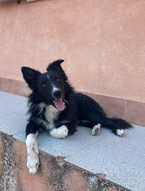 Cucciolo di border collie