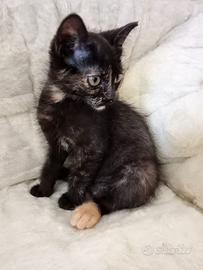 Ambra gattina 2 mesi