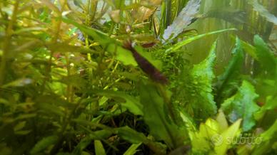 Caridine Red è piante per acquario
