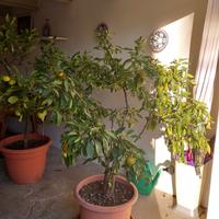 limone, bergamotto, chinotto, mandarino cinese