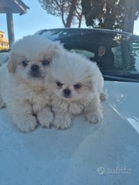 Cuccioli Pichinesi